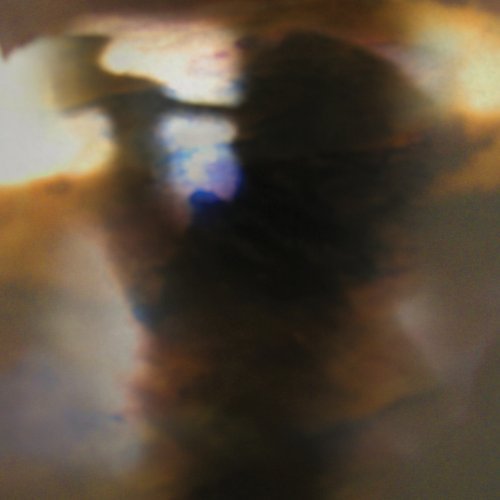 Fall Be Kind [EP] by Animal Collective Album Cover