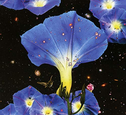 Nighttime Birds and Morning Stars by Sarah Louise