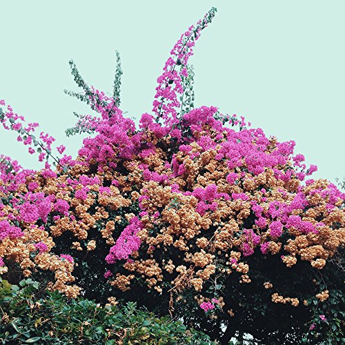 Anak Ko by Jay Som