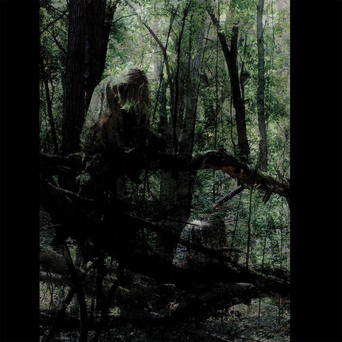 Sallows by Anamai