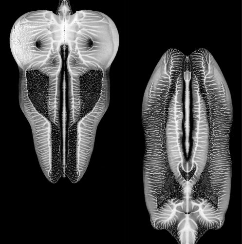 Dances in Dreams of the Known and Unknown by The Skull Defekts