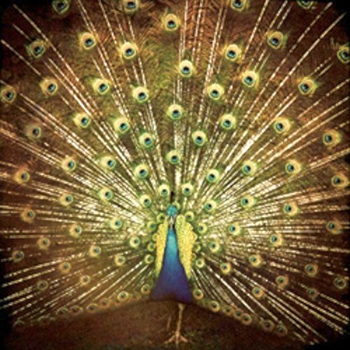 Which Side Are You On? by Ani DiFranco